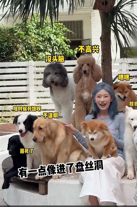宠物酒店有大量的猫狗
